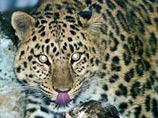  (Panthera pardus) 