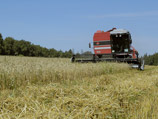 Всего в России будет собрано 88 млн тонн зерна, что меньше прошлогоднего показателя в 94 млн тонн
