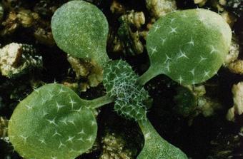 Arabidopsis thaliana,    biosci.cbs.umn.edu