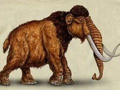 Шерстистый мамонт, рисунок с сайта 3dshitrs.com Шерстистый мамонт, рисунок с сайта 3dshitrs.com