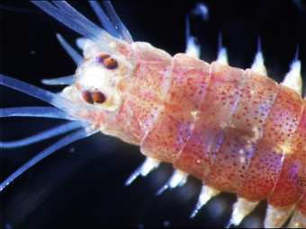   Platynereis dumerilii,    zoo.uni-heidelberg.de