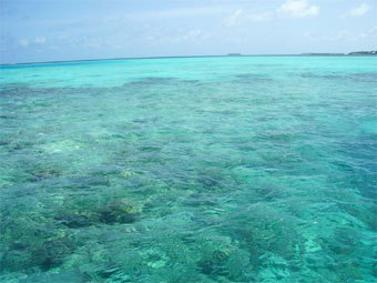 .  Wikimedia Commons