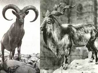   (   priroda.clow.ru)    (   animal.geoman.ru)