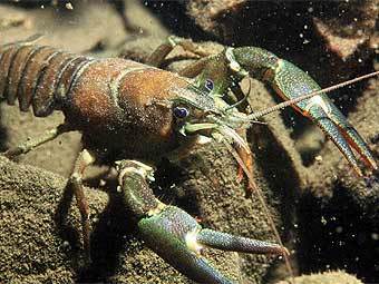    (Pacifastacus leniusculus) AFP