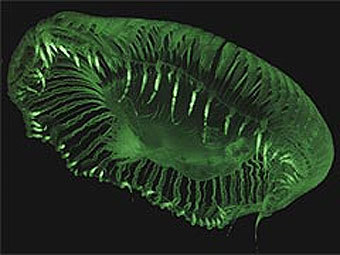  Aequorea victoria.    srv2.lycoming.edu