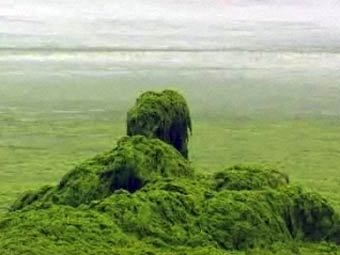  Enteromorpha prolifera.  BBC News 