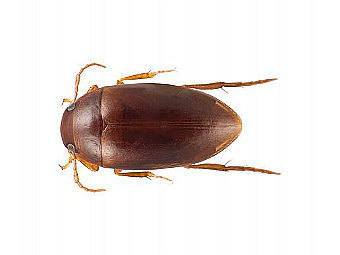   Agaporomorphus colberti.   