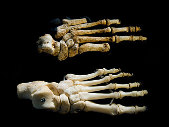   ()   ""   .    anthropology.net