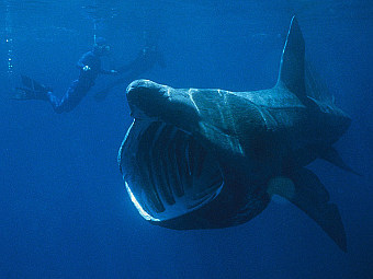     .   Conscious   wikipedia.org