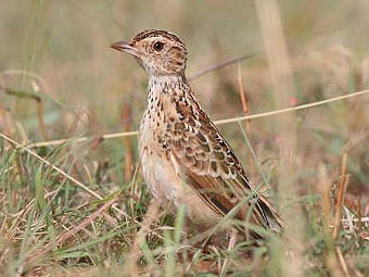  Heteromirafra sidamoensis.    birdlife.org