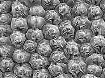     .    plantsci.cam.ac.uk