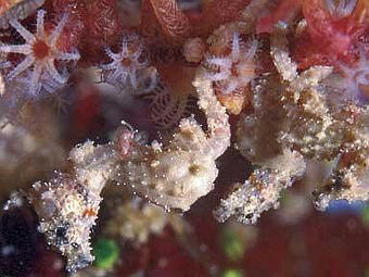    Hippocampus satomiae.    asunews.asu.edu