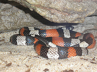  Lampropeltis triangulum campbelli.   Deror avi   wikipedia.org