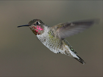  .    bird-friends.com