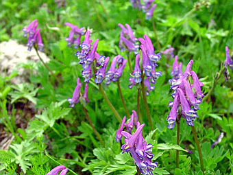  Corydalis conorhiza.    flower.onego.ru