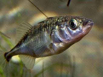  Gasterosteus aculeatus.    oerred.dk