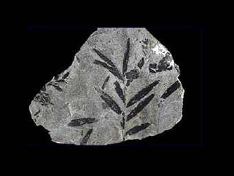  ,     .   John Weinstein, The Field Museum   nsf.gov