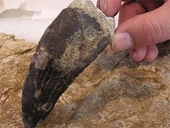     9,83 .  FCPT-Dinopolis y Escuela Taller de Restauracion Paleontologica