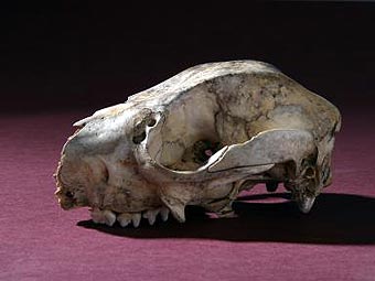      Protemnodon.    qvmag.tas.gov.au