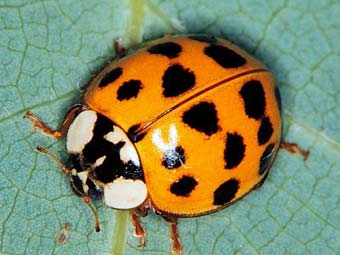 Harmonia axyridis.    entomology.unl.edu