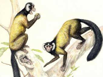    Ganlea megacanina.  Mark A. Klingler/Carnegie Museum of Natural History