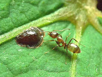   Linepithema humile.   Penarc   wikipedia.org