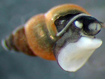  Potamopyrgus antipodarum.    montana.edu 