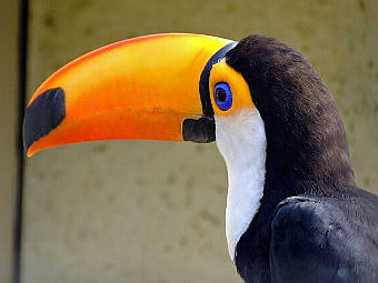  Ramphastos toco.   Simm   wikipedia.org