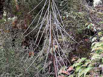   Pseudopanax crassifolius.   Velela   wikipedia.org 