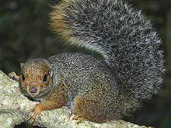 Paraxerus vexillarius,   500    .    