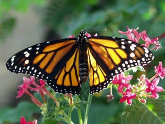 - Danaus plexippus.    extension.iastate.edu
