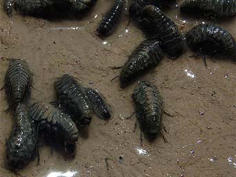       - Phreatomerus latipes.   