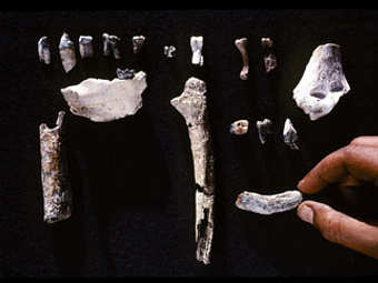  Ardipithecus ramidus.    berkeley.edu