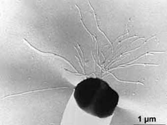 Pyrococcus abyssi.  K.O.Stetter and R.Rachel, Univ. Regensburg, Germany   microbewiki.kenyon.edu