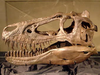     Nanotyrannus.   User:FunkMonk   wikipedia.org