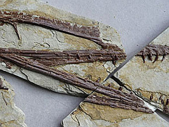  Darwinopterus modularis.   