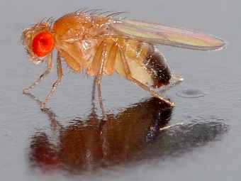  Drosophila melanogaster.    arizona.edu