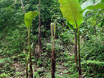  Musa itinerans.    tropengarten.de