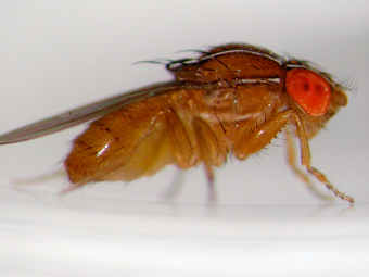   Drosophila melanogaster.    wisc.edu