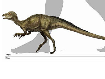    Fruitadens haagarorum.   