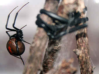  Latrodectus hasselti.    reed.ed