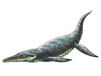        Kronosaurus.   Haplochromis   wikipedia.org