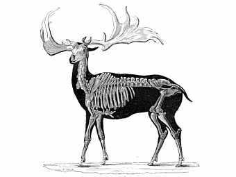    Megaloceros giganteus.    "The Museum of Science and Art" 1856  