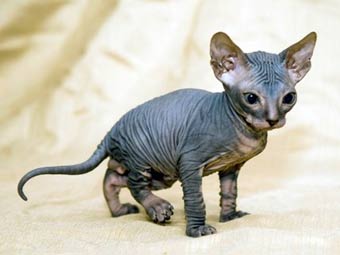   .    sphynxcats.eu