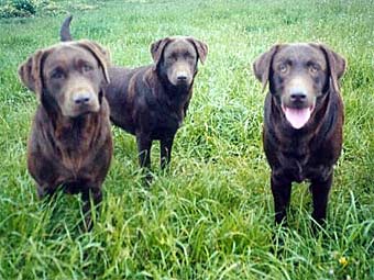    valleyviewdogs.com