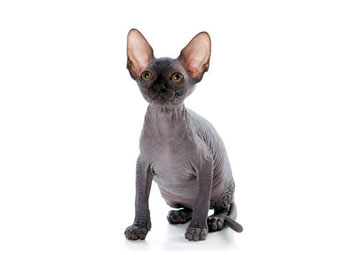   .    kitten-stork.com