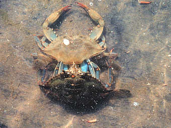   -   ,        .  NOAA