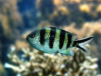 Abudefduf sexfasciatus.    ozanimals.com
