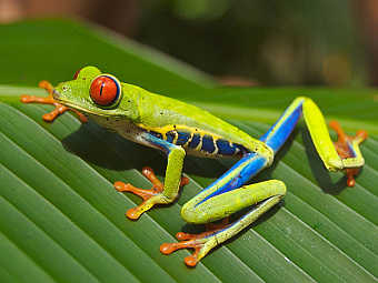  Agalychnis callidryas.   Mfield   wikipedia.org
