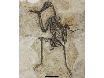 Zhongjianornis yangi.   